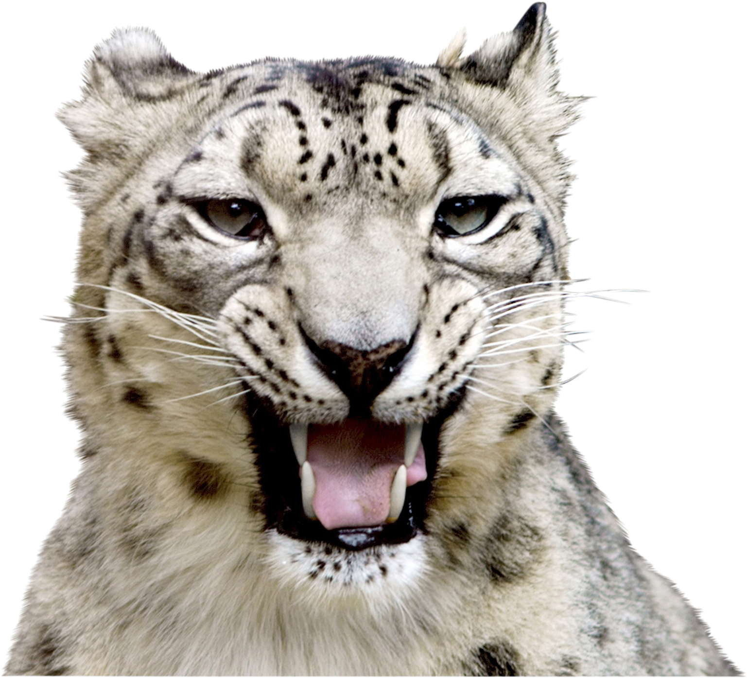 Snow Leopard 620558 Clip - Snow Leopard (1920x1444), Png Download