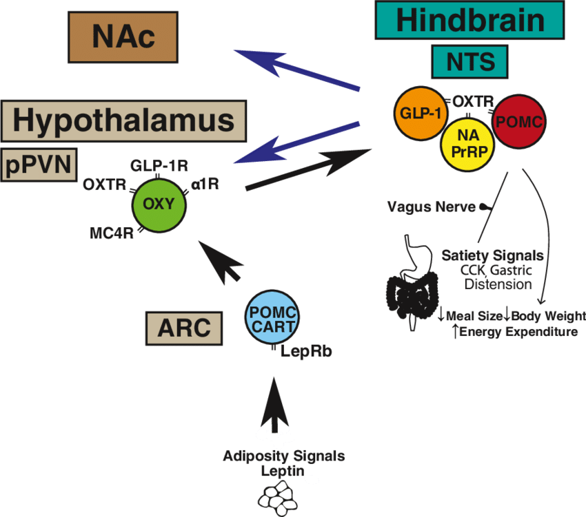 A Schematic Of Proposed Cns Circuitry Involved In Oxytocin - Oxytocin Circuitry (850x751), Png Download