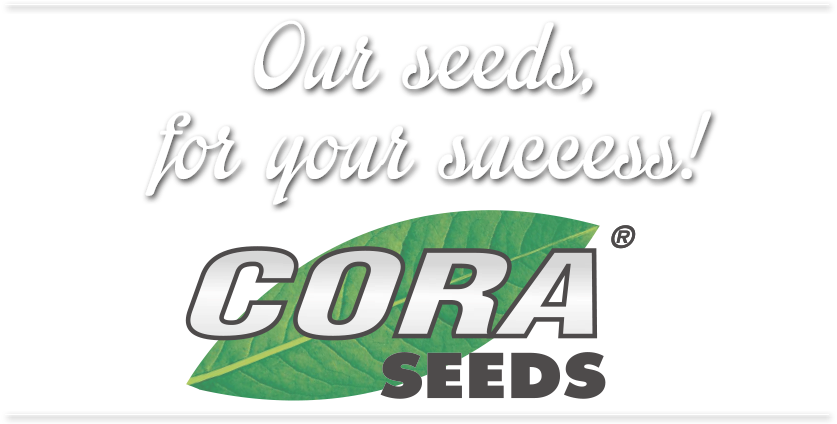 Seed (940x440), Png Download