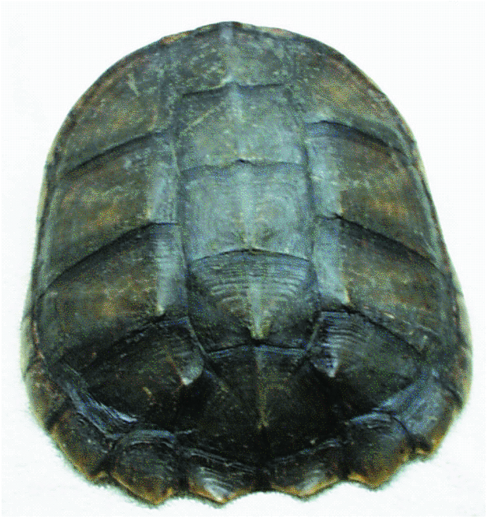 Image - Painted Turtle (1207x1280), Png Download