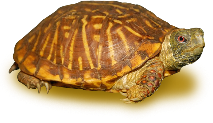 Orante Box Turtle Adult - Eastern Box Turtle (700x700), Png Download