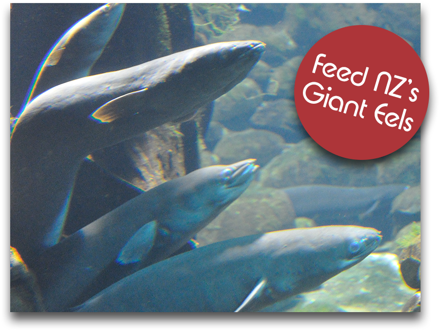 Longfin Eel - Requiem Shark (884x692), Png Download