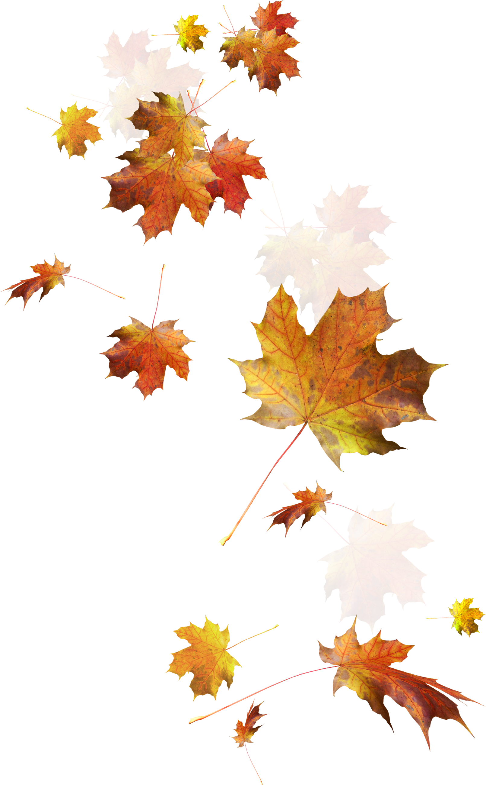 Autumn Color Leaves Leaf Falling Download Hd Png Clipart - Transparent Autumn Leaves Png (1611x2598), Png Download