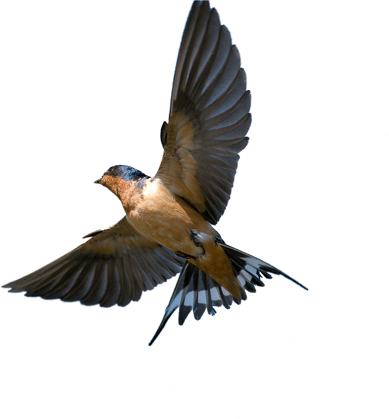 Southern Flying Tree Rough-winged Swallow Bird Barn - Barn Swallow In Flight (1324x1348), Png Download
