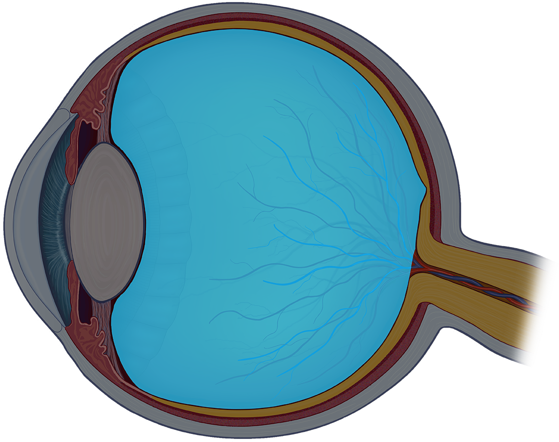 The Vitreous Humor Is The Clear Gel That Fills Space - Circle (1239x1023), Png Download