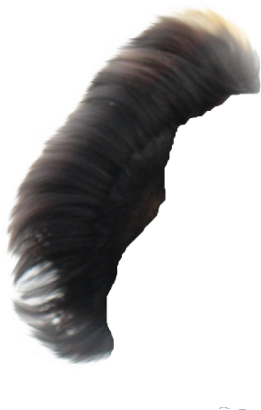 Hair Png ➤ Download - Millipedes (617x768), Png Download