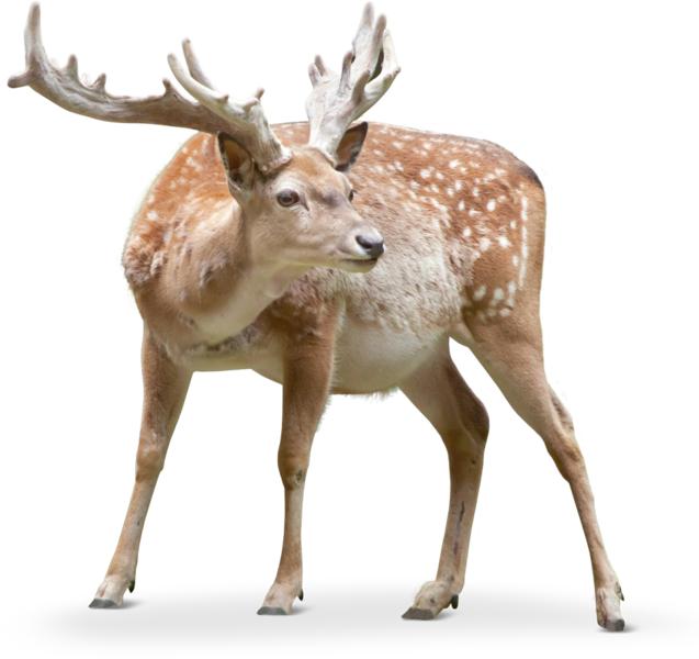 Another Clear Difference Is That The Persian Fallow - Fallow Deer Png (637x600), Png Download