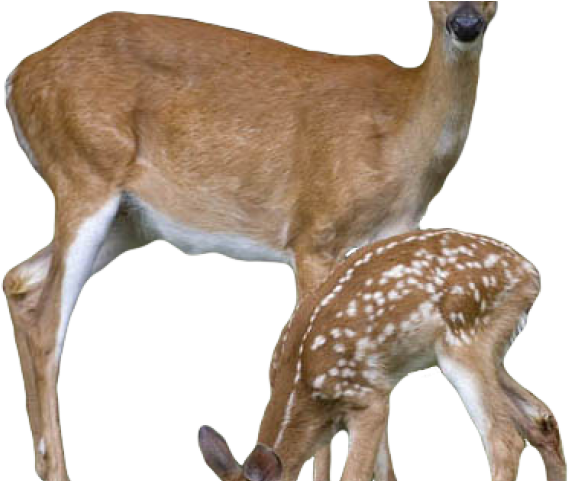 Transparent Background Deer Png (640x480), Png Download