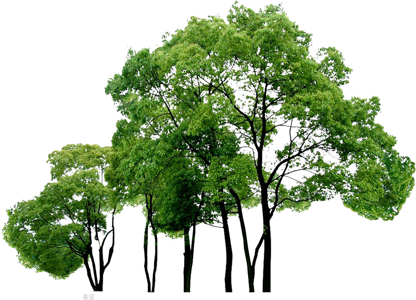 Computer Tree Trees File Free Png Hq Clipart - Png File Trees (1865x1406), Png Download