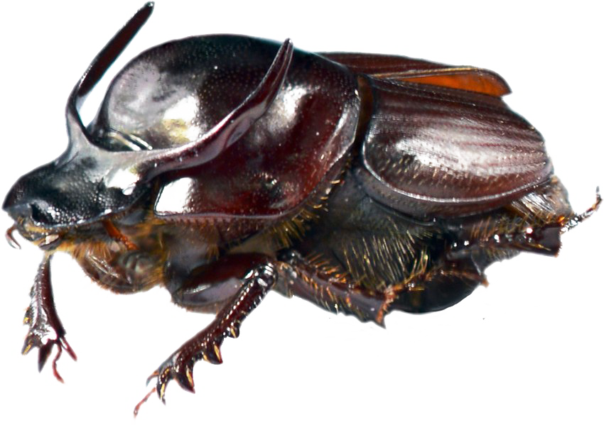 Dung Beetle Transparent Png - Cockroach (850x599), Png Download