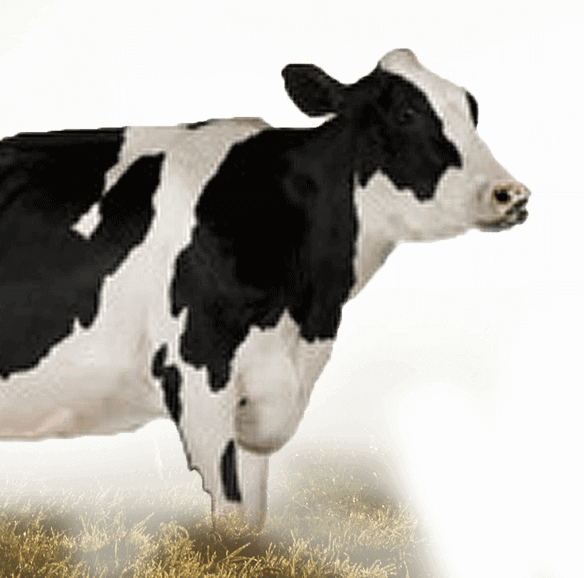Gir Cow Milk, Goodness Of Dairy, Farms, Gir Cow Ghee, - Cow Walking On Two Feet (584x578), Png Download