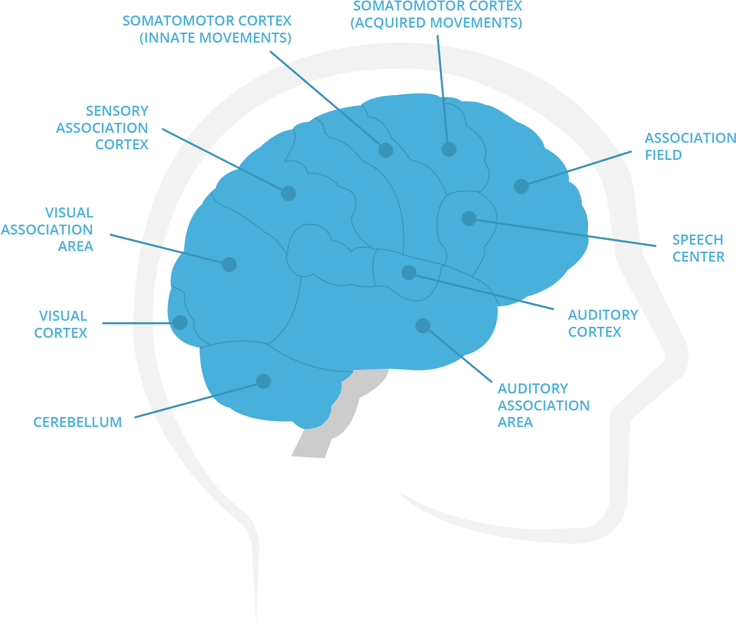 Procedural Memory Is The Memory Of Actions And Habit, - Hoe Werkt Het Geheugen (1696x1378), Png Download