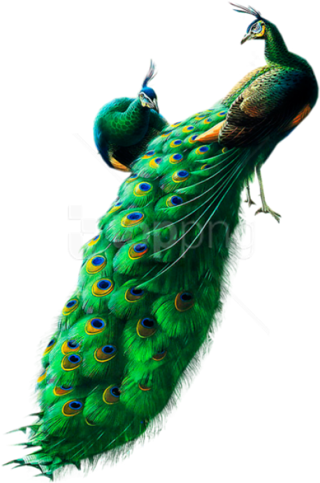 Free Png Peacocks Png Images Transparent - Peacock Images Hd Png (481x705), Png Download