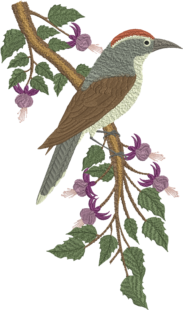 Chestnut Crowned Babbler Web (1000x1000), Png Download