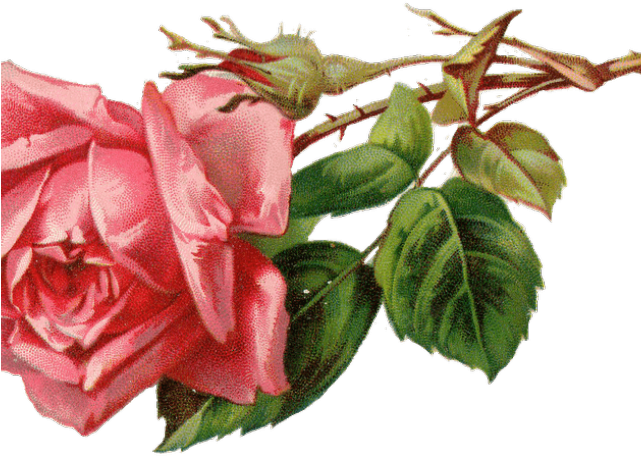 Red Rose Clipart Rosebud (640x480), Png Download