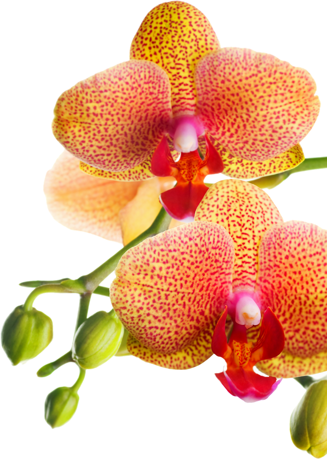 Png Клипарт "beautiful Orchids Flower" - Orchids Of The Philippines (1097x1600), Png Download