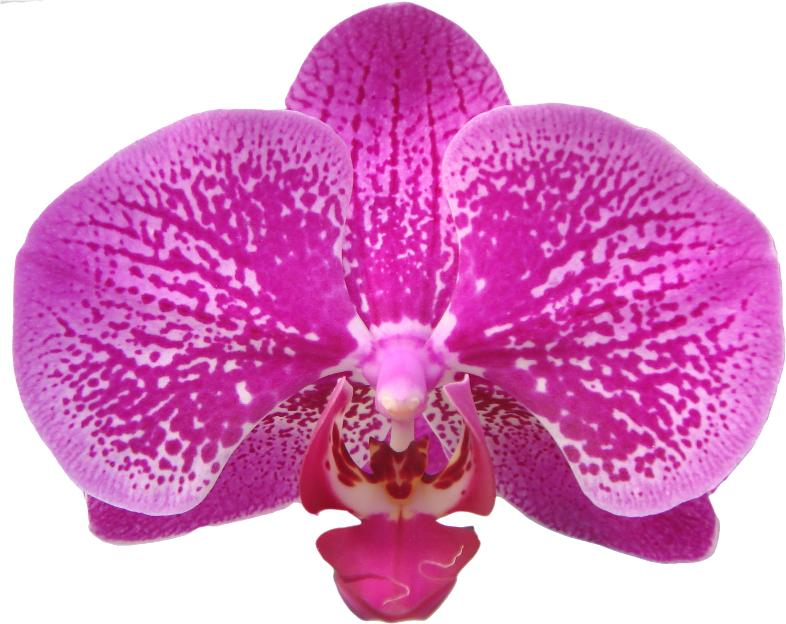 Taida Black Pearl A07512 - Orchids Of The Philippines (1599x1303), Png Download