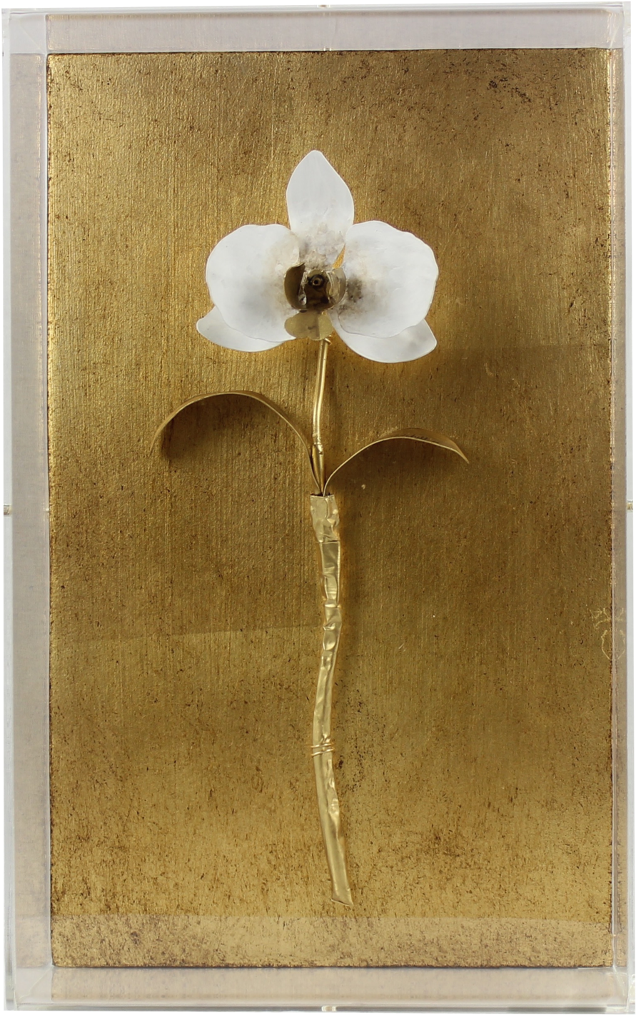 Gilded Orchid - Moth Orchid (1000x1544), Png Download
