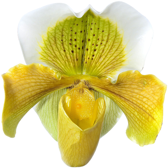 Global Orchid Alliance - Hard-leaved Pocket Orchid (652x633), Png Download