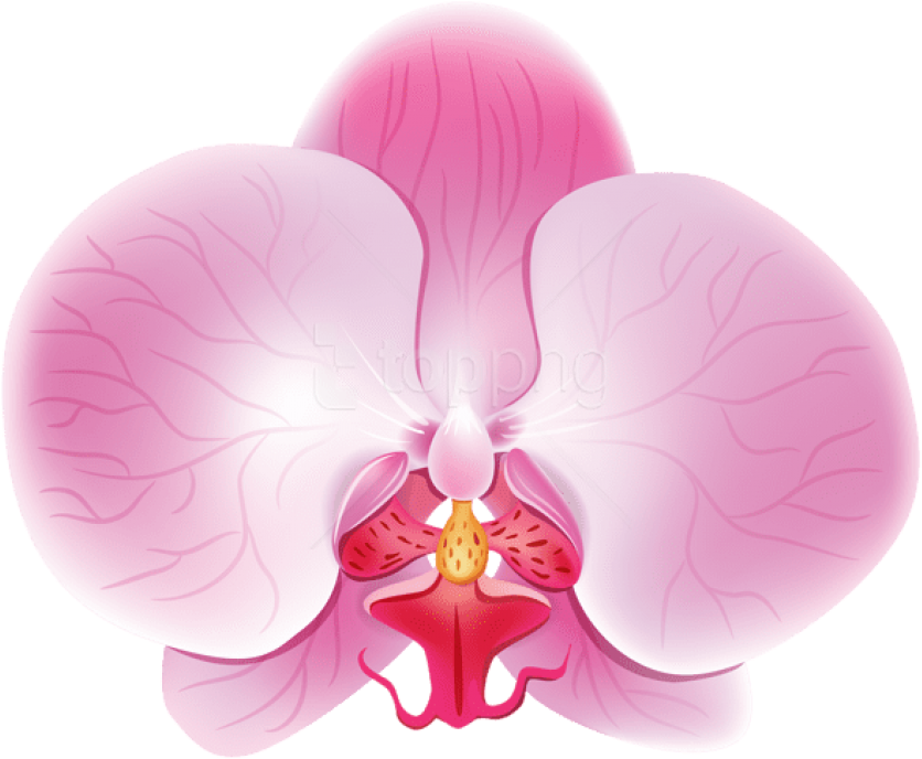 Free Png Download Orchid Pink Png Images Background - Orchids (850x695), Png Download