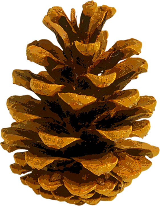 Pine Cones Png - Conifer Cone (561x720), Png Download