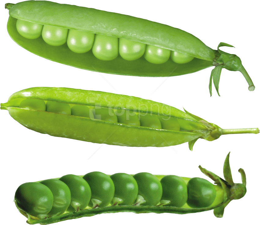 Download Pea Png Images Background - Lentilhas Desenho Png (850x736), Png Download