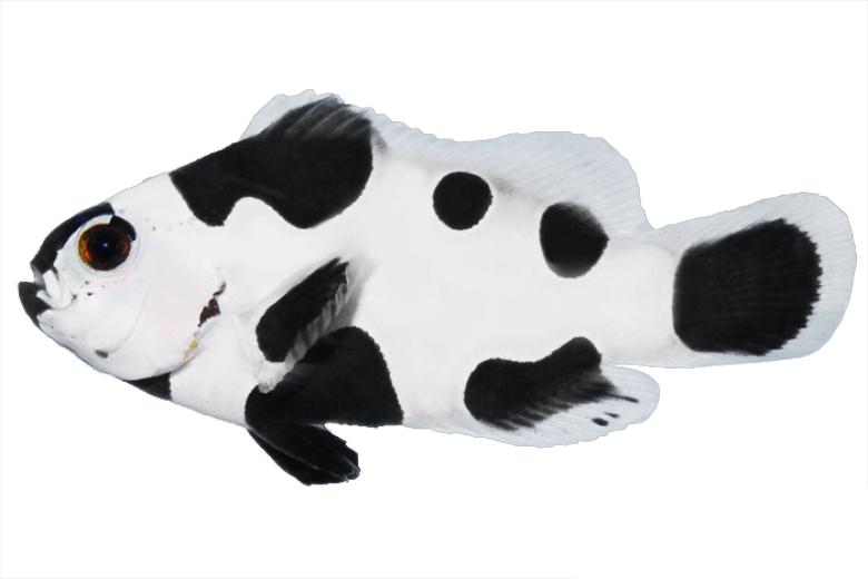 Blackstorm New - Black Storm Clownfish For Sale (780x520), Png Download