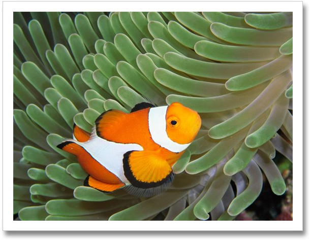 Clownfish Anemone, Ocean Creatures, Clown Fish, Ocean - Clown Fish Habitat Map (630x492), Png Download