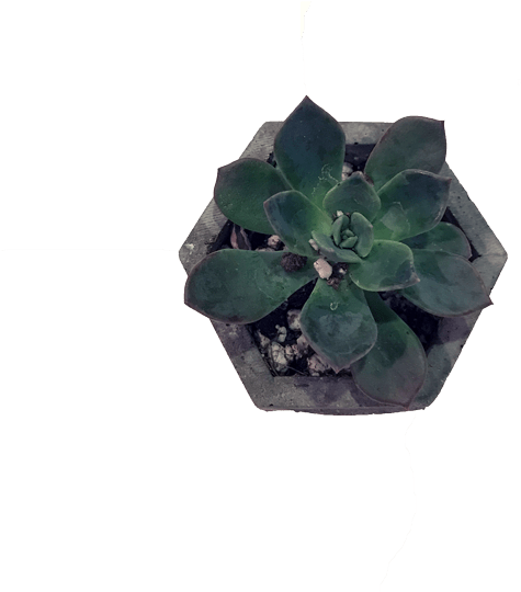 Plant Flowerpot Leaf Cactaceae Bonsai Suculent - Flowerpot (600x592), Png Download