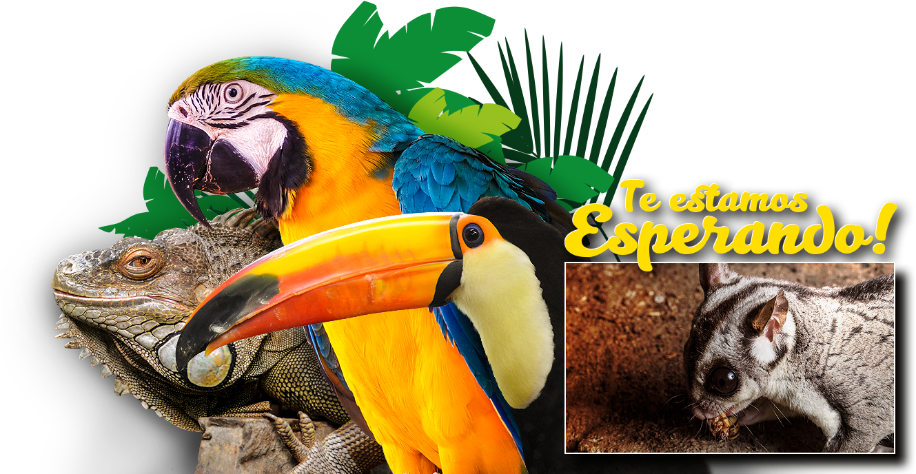 Bg Videos Img - Macaw (1375x700), Png Download