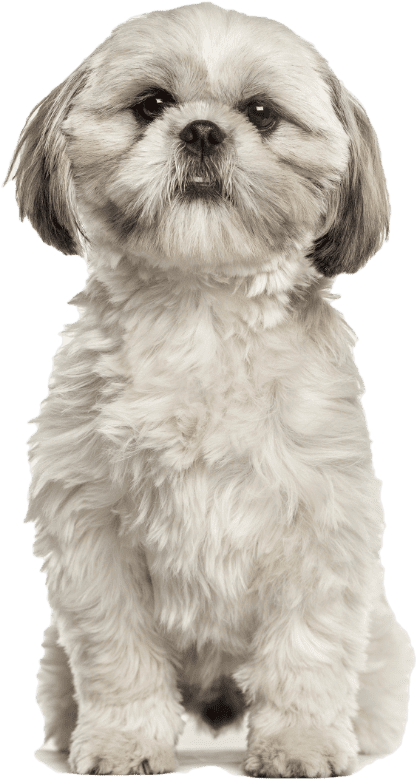 Shih Tzu - Shih Tzu Stock (1300x800), Png Download