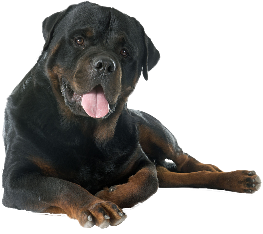 Dog Yawns (1137x923), Png Download