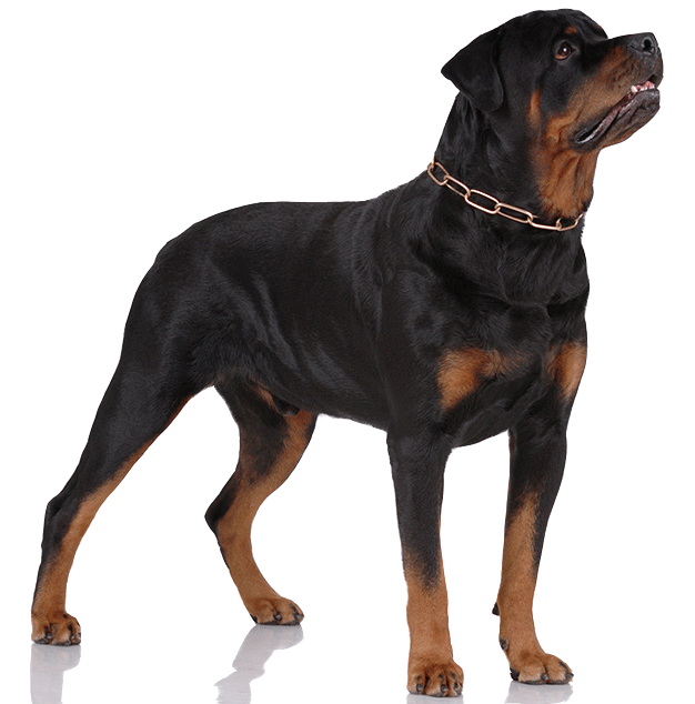 Rottweilers Are A Relatively Healthy, Disease-free - Crossbreed Of Rottweiler And Snow Siberian (626x634), Png Download