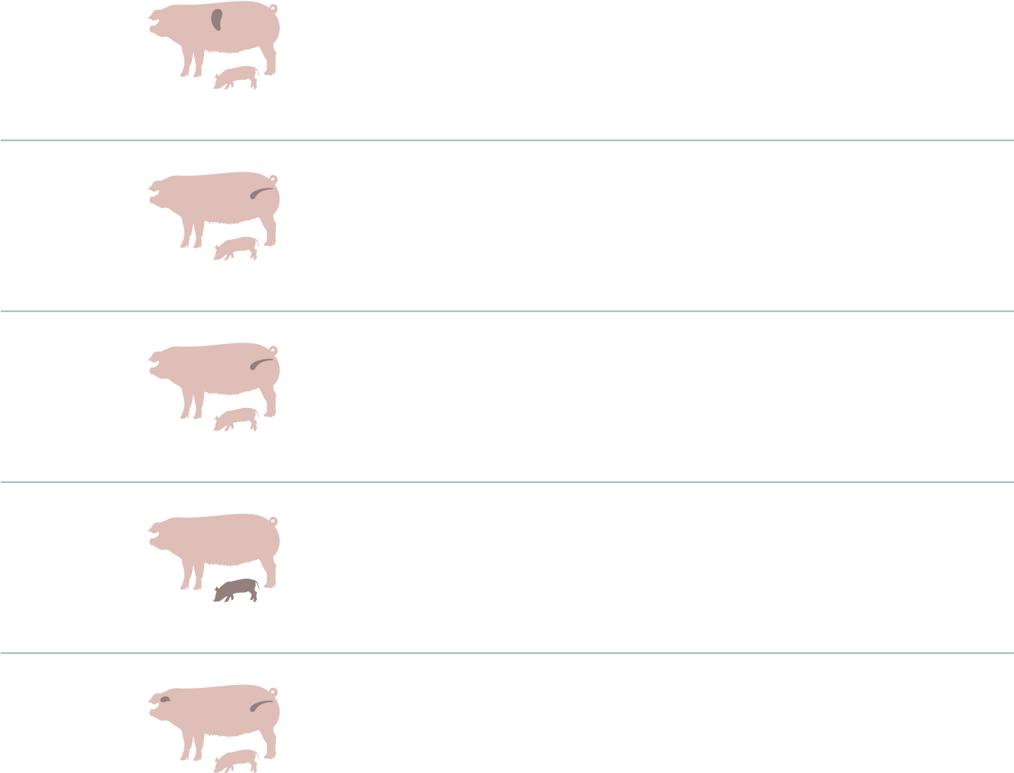 Reinventing The Pig, And Causing Pain - Domestic Pig (1440x1302), Png Download
