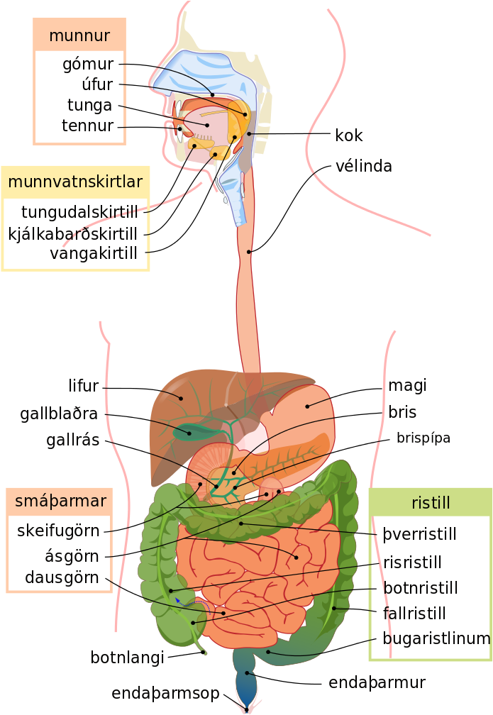Digestive System Diagram Is - Aparato Digestivo En Ingles (740x1024), Png Download