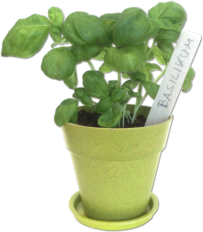 Flowerpot (800x800), Png Download