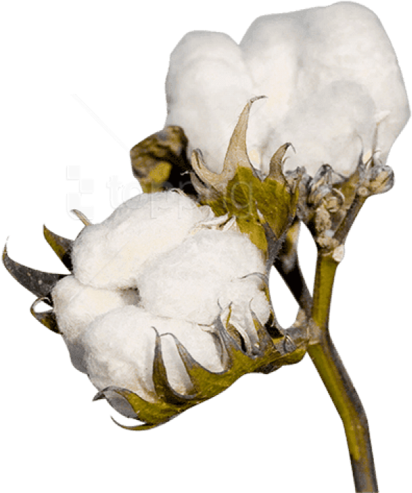 Free Png Download Cotton Plant Clipart Png Photo Png - Cotton Png (850x840), Png Download