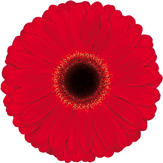 Darling® - Barberton Daisy (600x600), Png Download