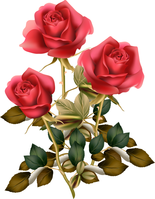 Фотки Red Rose Png, Red Roses, Rose Clipart, Vintage - Flower Good Morning Roses (626x800), Png Download