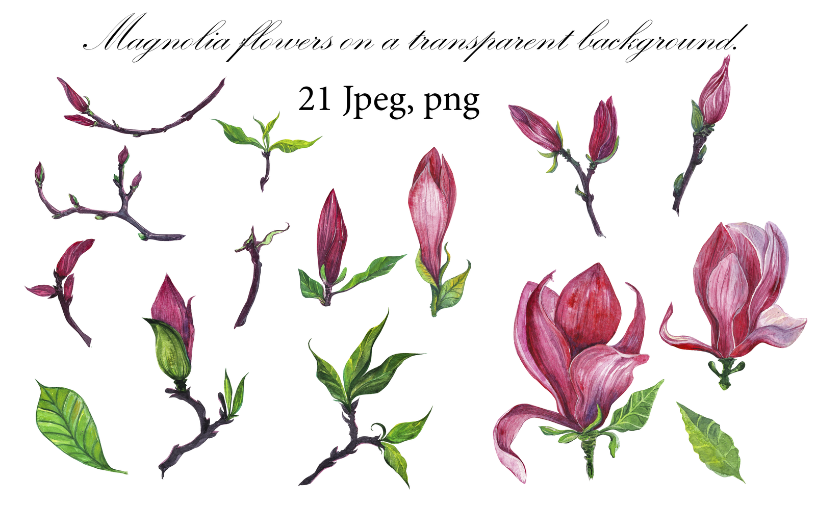 Id 40488 In Illustrations 1 0 - Tulip (1600x995), Png Download