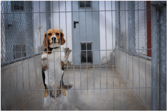 Animals In Labs (870x362), Png Download