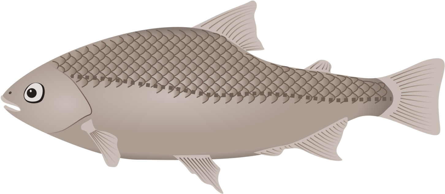 Fishing Vertebrate Siamese Fighting Fish Computer Icons - Clip Art (1563x750), Png Download