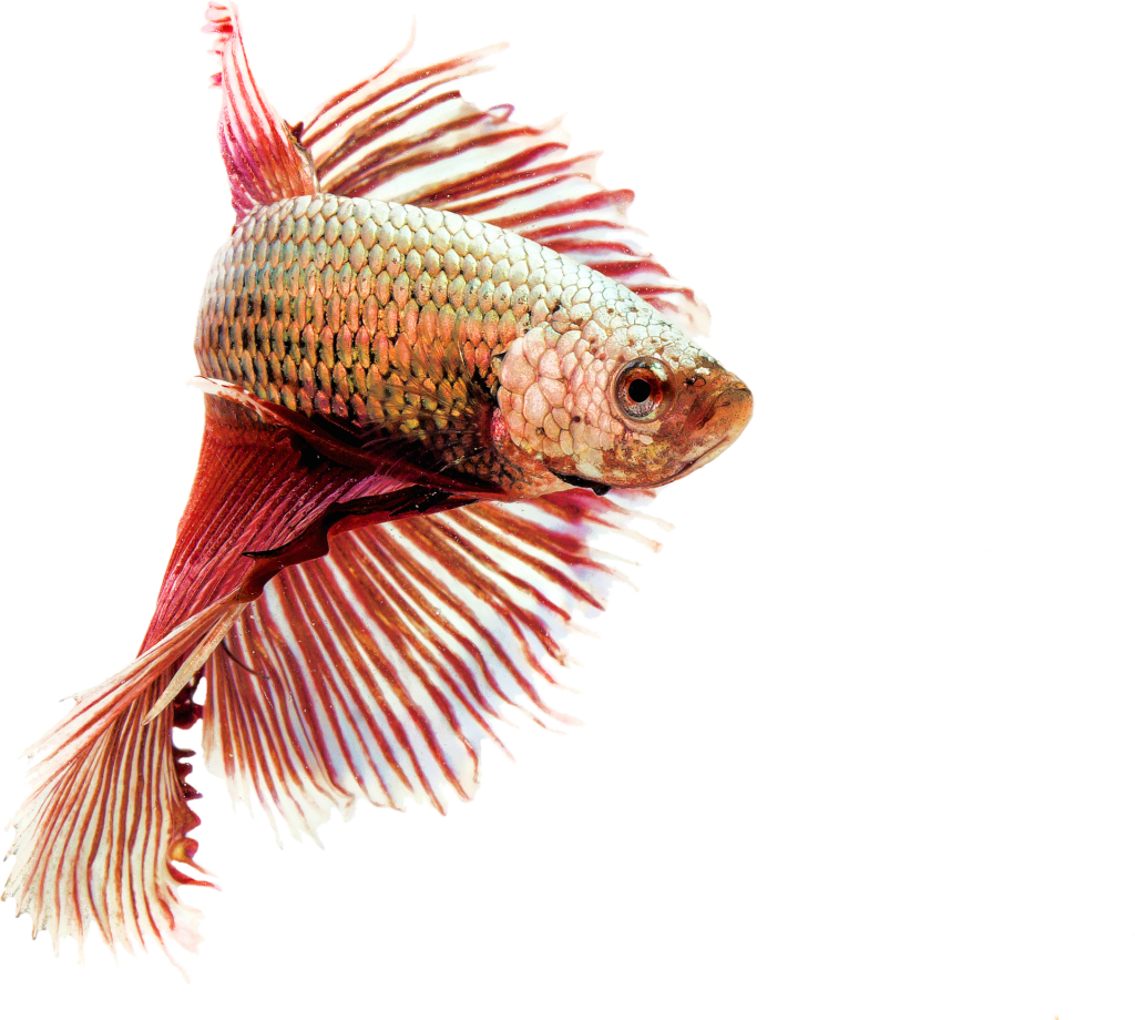 Goldfish Koi Aquarium Transprent Png Free Download - Cute Fish Pond Creatures (1024x920), Png Download