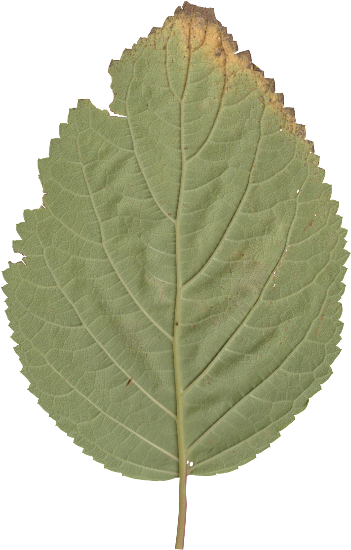 Nature Leaves - Canoe Birch (767x1140), Png Download