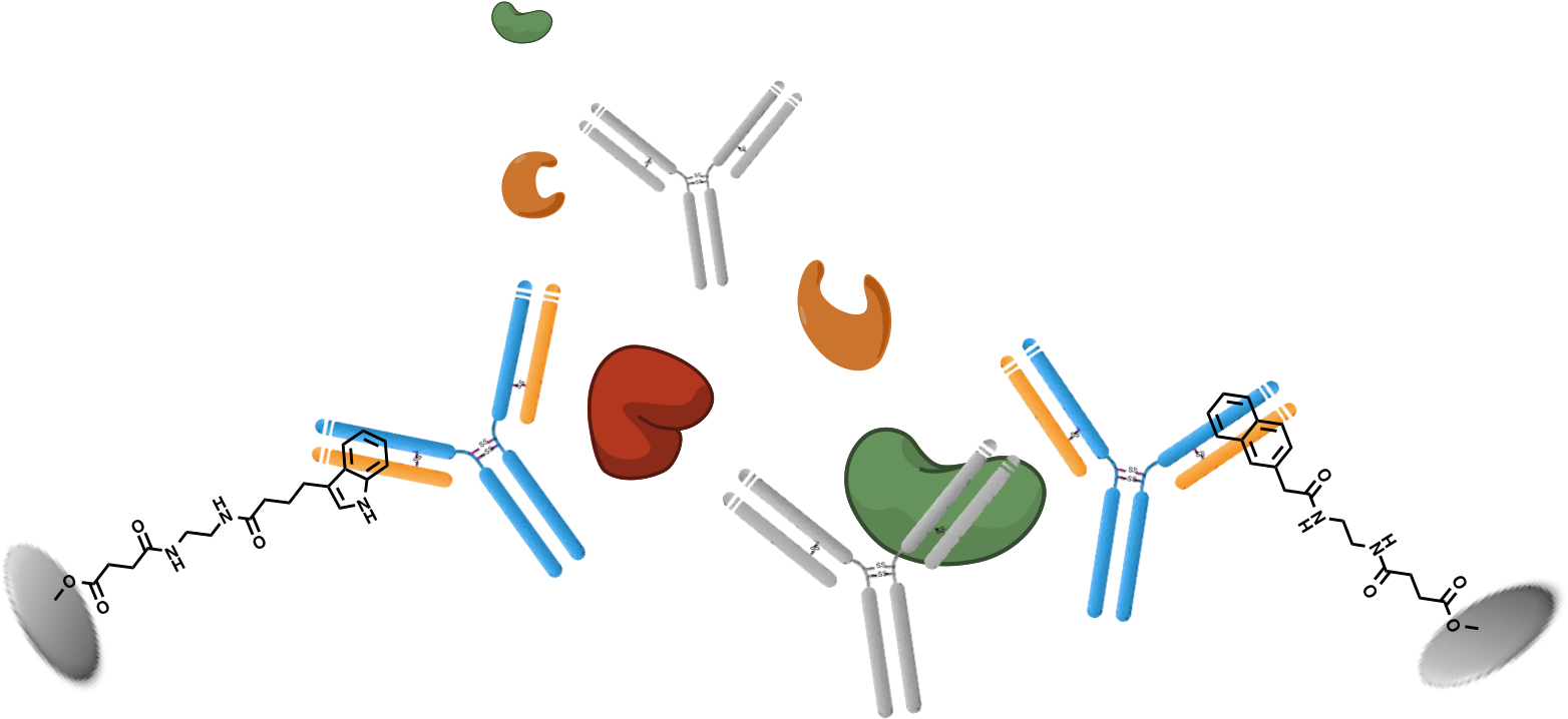 Antibody Purification - Graphic Design (1697x766), Png Download
