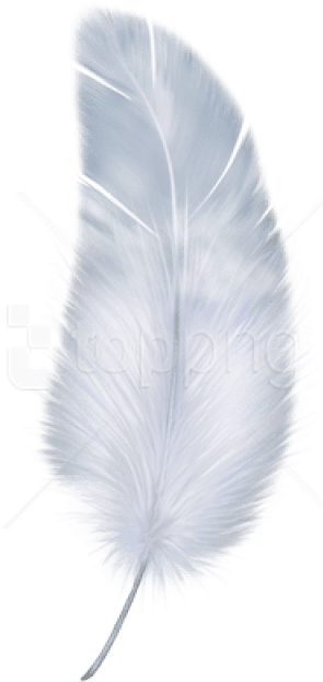 Free Png Feather Png Images Transparent (480x706), Png Download