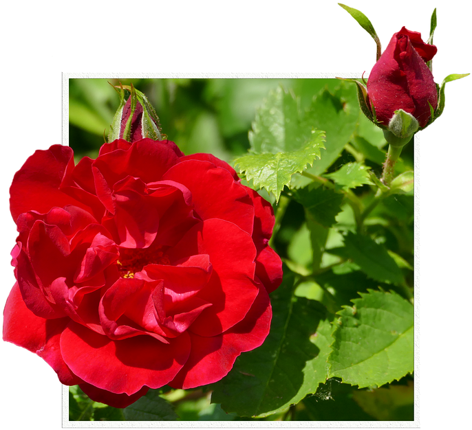 Rosas Rojas Png - Hybrid Tea Rose (720x720), Png Download
