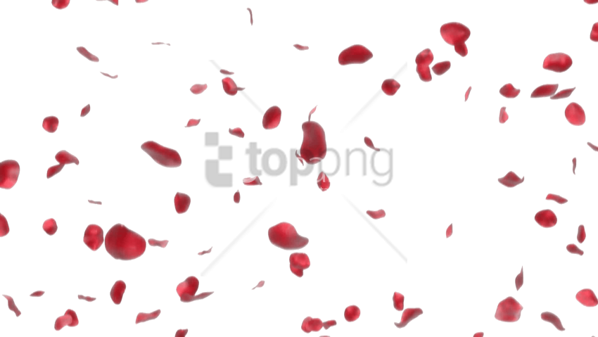 Free Png Rose Petals Transparent Png Image With Transparent - Rose Petals Transparent Png (850x479), Png Download