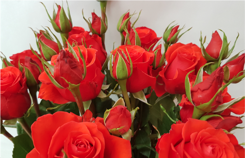 Victorian Orange Fall Collection - Floribunda (800x800), Png Download