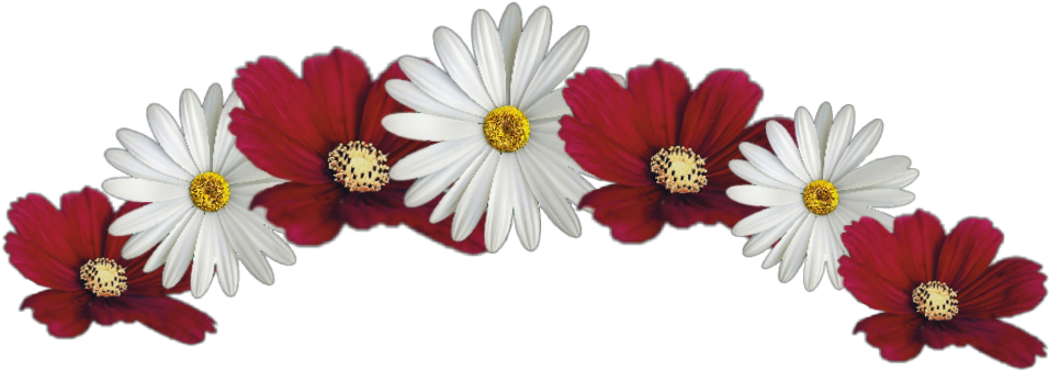 #flower #crown #red #white #jhyuri - Marguerite Daisy (1024x461), Png Download